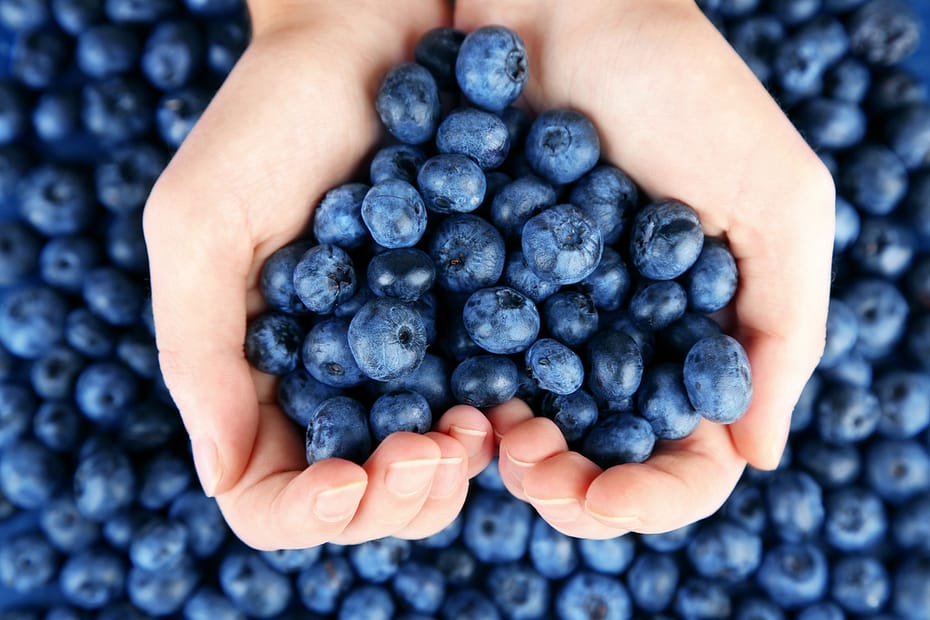 when are blueberries in season